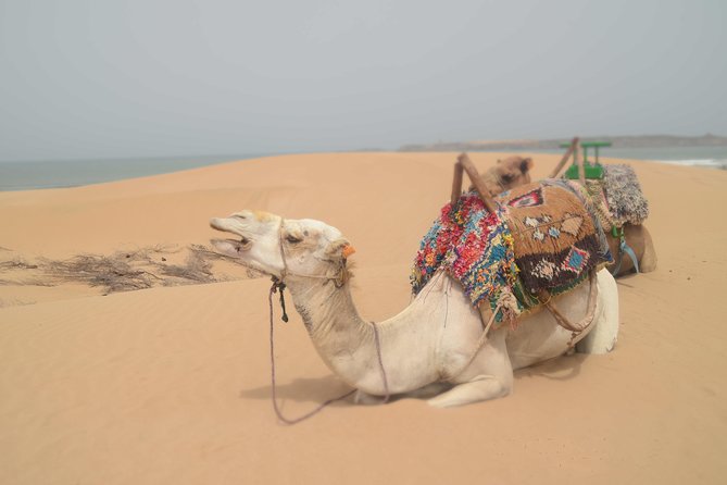 2-Hour Walks to Discover Essaouira - The Sum Up