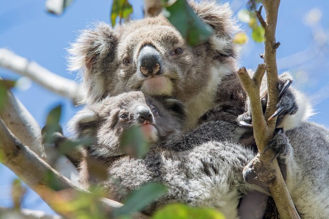 3-Day Adelaide to Melbourne Overland Trip Through Grampians and Great Ocean Road - The Sum Up