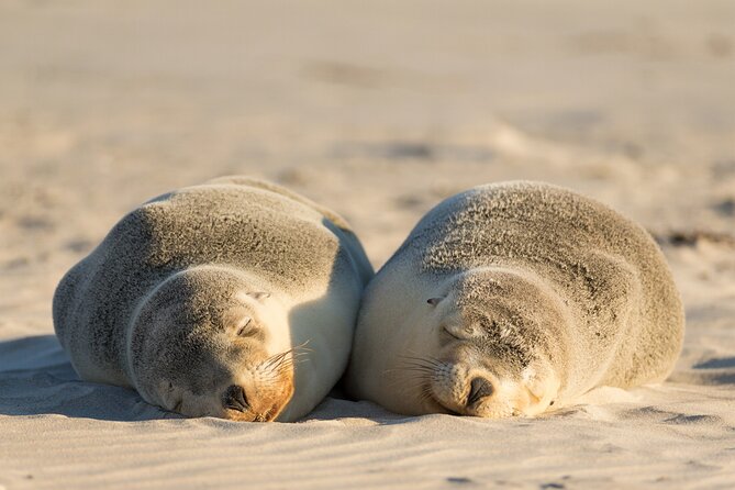 3-Day Kangaroo Island Adventure Tour - Common Questions