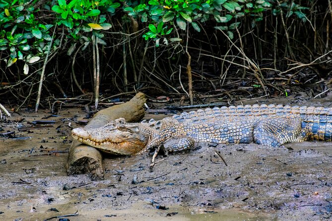 3B Daintree Rainforest, Mossman Gorge, Crocodile Wildlife Cruise - The Sum Up