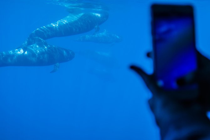 3H Catamaran Dolphin & Whale Watching! Drinks, Swimming & Lunch - The Sum Up