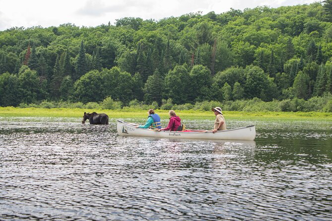 4-Day Algonquin Park Canoe Trip - Common Questions