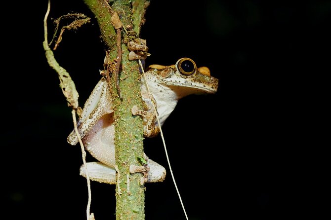 4 Days Tour to Tambopata National Reserve - Activities and Attractions in Tambopata