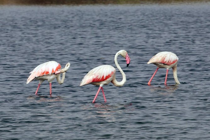 4-Hour Private Boat Tour in Ria Formosa - The Sum Up