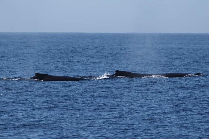 4 Hours of Humpback Whale Watching in Tahiti - The Best Time to Go