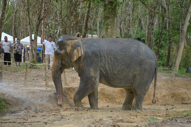 4 Hours Tour With Khaolak ATV Quad Bike and Rescued Elephant - The Sum Up