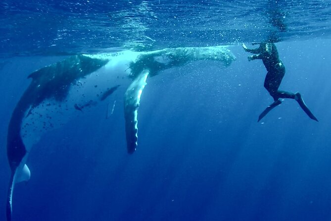 5h Respectful Whale Excursion Complete - Eco-friendly Approach and Beautiful Landscapes