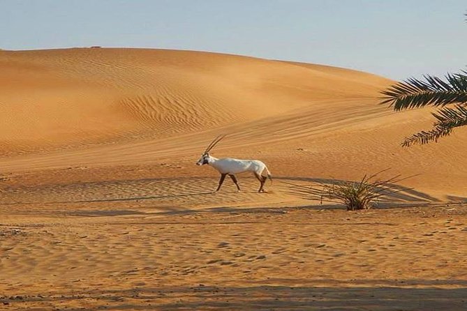 7-Hour Small Group 4x4 Desert Safari Tour With Buffet Dinner in Dubai - Booking Terms and Conditions