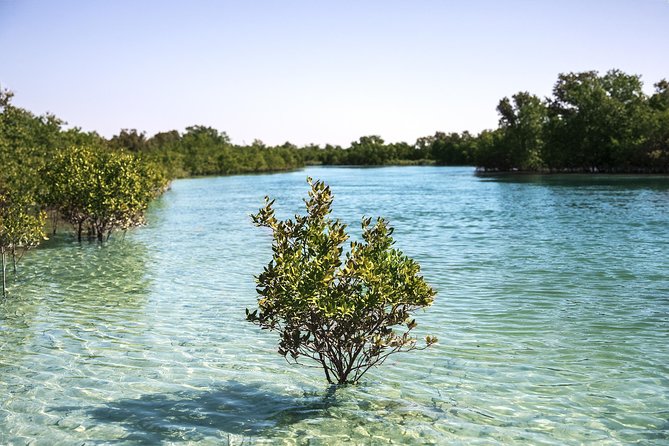 Abu Dhabi Eastern Mangrove Lagoon National Park Kayaking - Guided Tour - Breakdown of Reviews