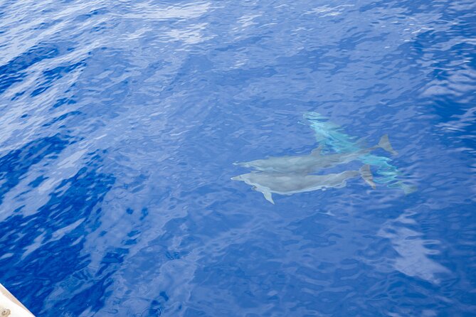 Afternoon "Honu" Hawaiian Green Sea and Dolphin Snorkel and Sail - Common Questions