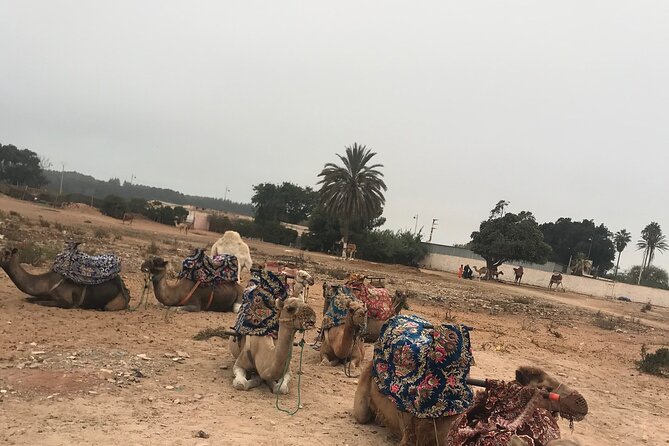 Agadir Camel Riding - Animal Welfare and Improvement Efforts