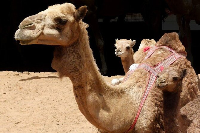 Al Ain City Sightseeing - Al Ain Museum & Forts & Camel Market & Mosques & More - Mountain Springs