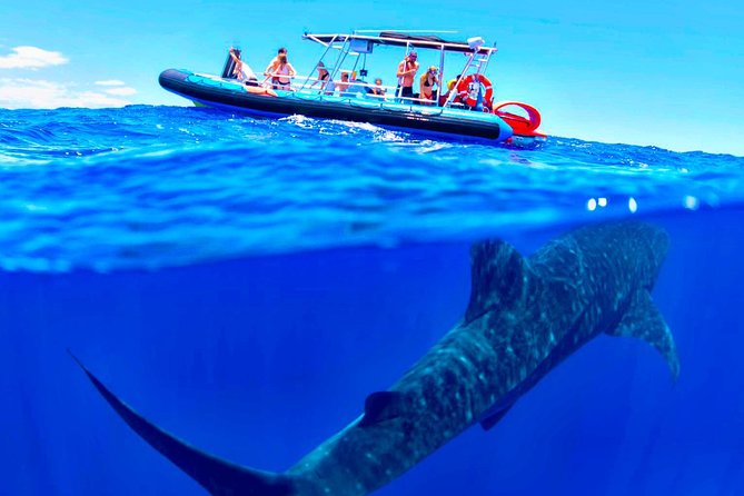 Alii VIP Whale Tour - The Sum Up