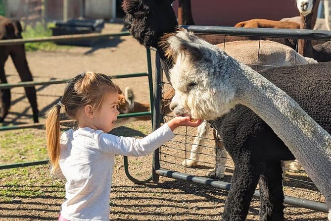 Alpaca and Llama Farm Tour - The Sum Up