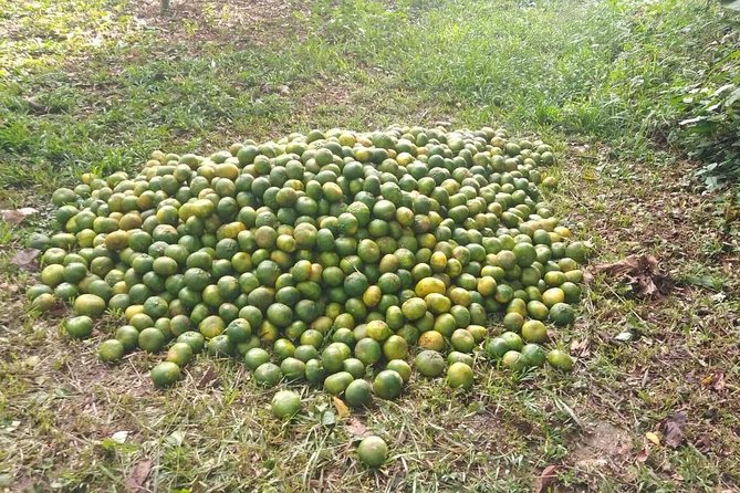Amazon Shelter And Local Farm - Participating Requirements and Restrictions