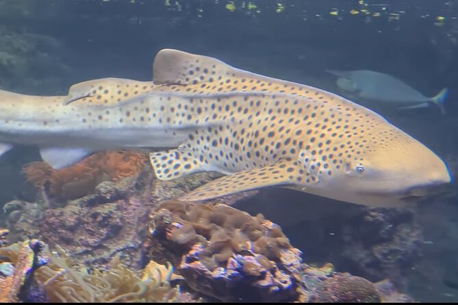 Aquarium of Genoa Reserved Entrance - Common Questions