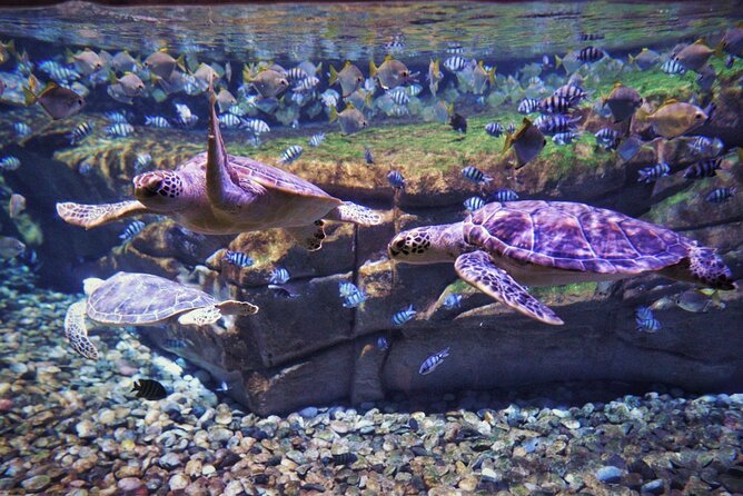 Aquarium Phuket and AR Trick Eye Museum Combo Tickets - Common Questions