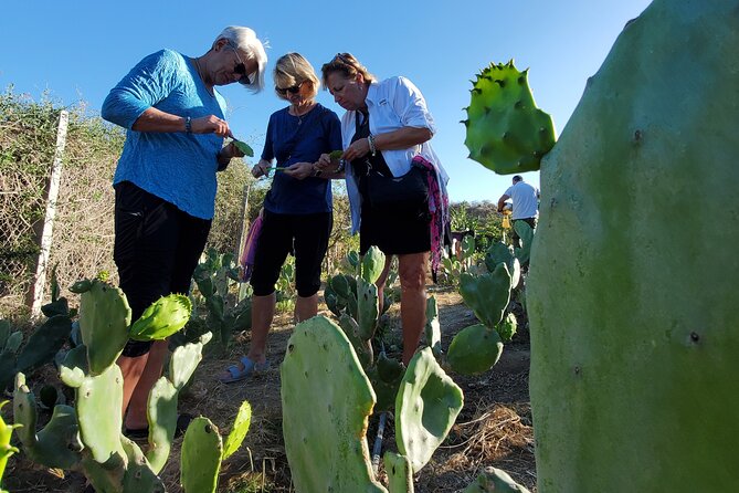 Azteca Cactus Taco - Farm to Table Cooking Class in Los Cabos - The Sum Up