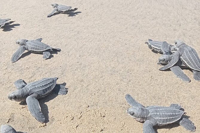 Baby Sea Turtle Releasing Sightseeing Tour With Luis De La Maza - Important Information