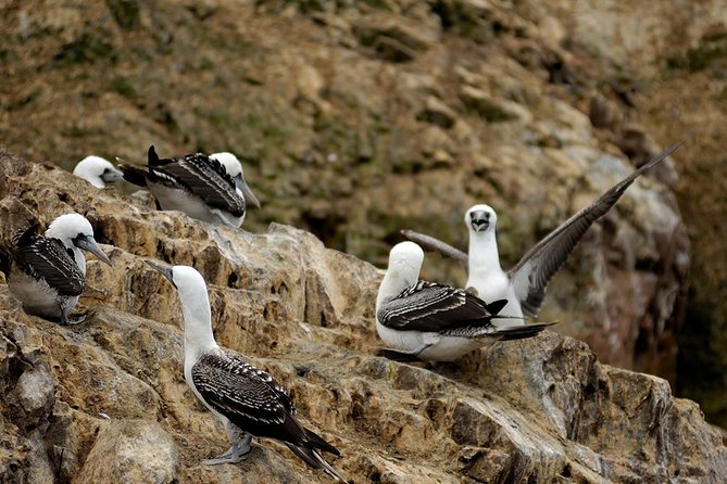 Ballestas Islands for Cruise Ship Passenger Paracas Harbour - Sea Lion and Penguin Encounters