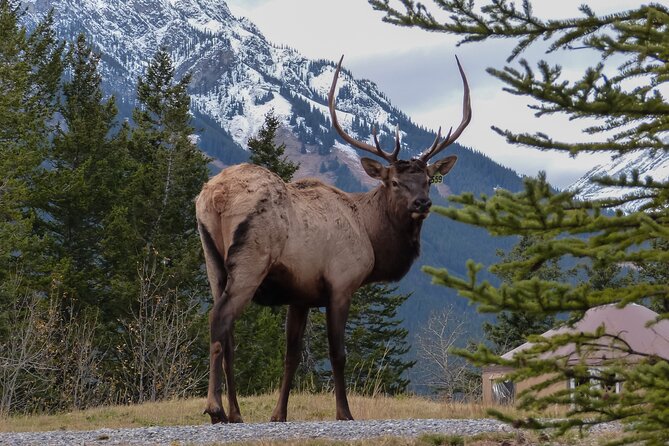 Banff Highlights & Wildlife Small Group Adventure - Additional Information