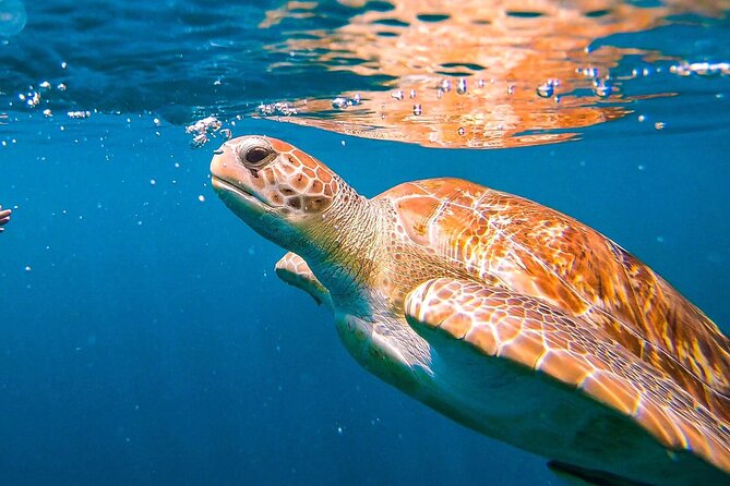 Barbados Beach Lounger & Turtle Snorkel Combo Carlisle Bay - Safety-conscious Crew