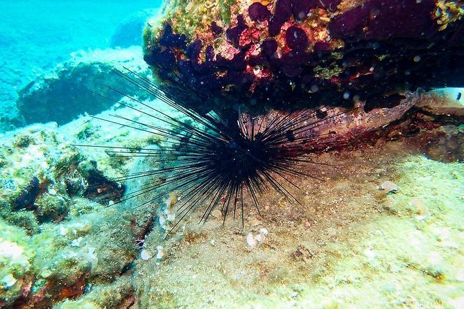 Beginner Diving Experience in Ligaria Bay - Maximum Number of Travelers