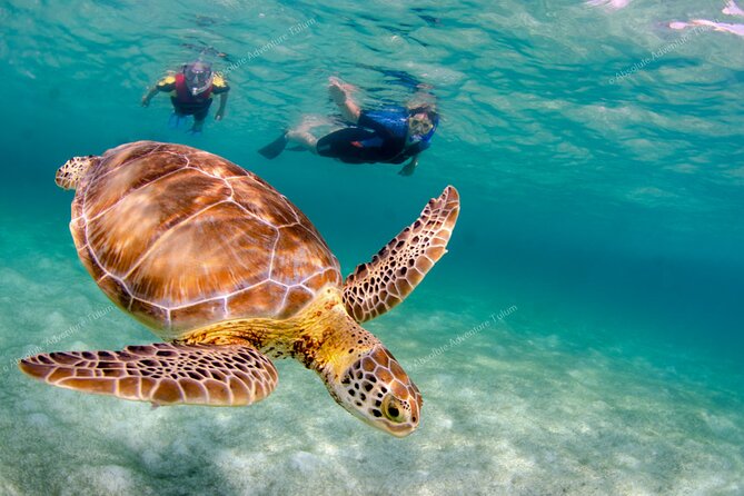 Bestseller! Tulum Private Tour With Turtles and Cenote Snorkeling - The Sum Up
