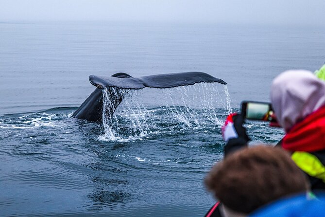 Big Whales & Puffins RIB Boat Tour From Húsavík - The Sum Up