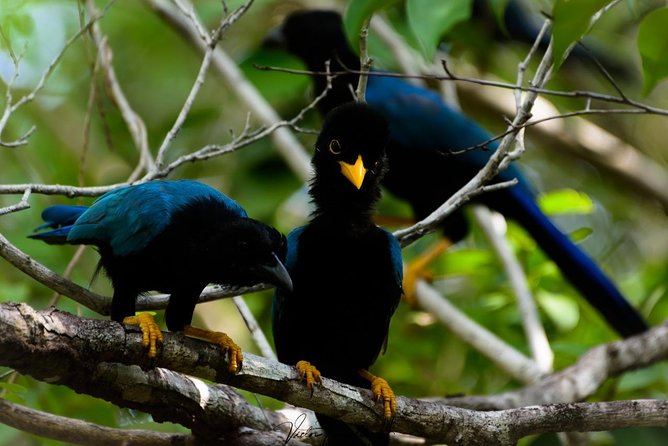 Birdwatching at the Mayan Cities With Certified Guide - The Sum Up