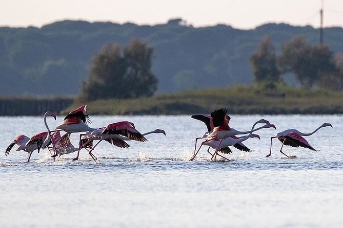 Birdwatching by Boat in a Small Group in the Pialassa Baiona - Common Questions