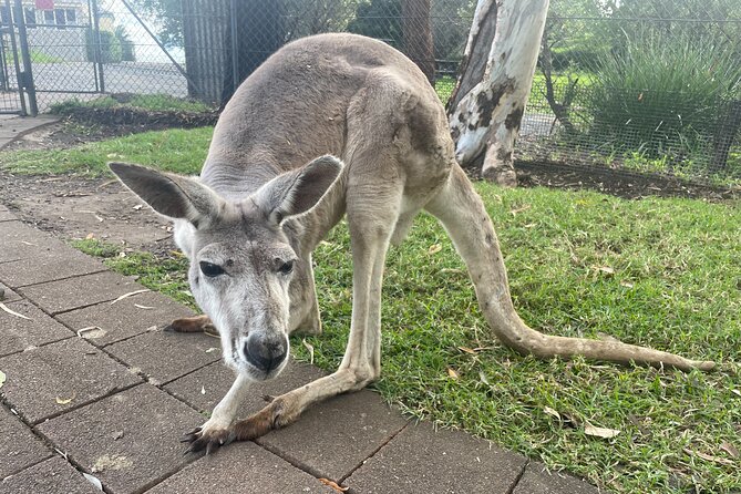 Blue Mountains Wildlife Full-Day Sights and Hiking From Sydney - The Sum Up