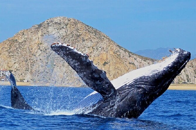 Boat Tour and Snorkel at Pelican Rock - Tips for a Memorable Boat Tour and Snorkeling Experience