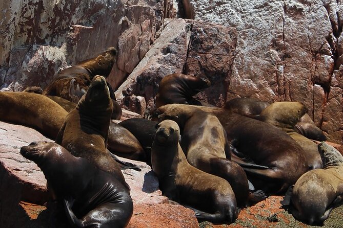 Boat Tour of the Ballestas Islands in Paracas - The Sum Up