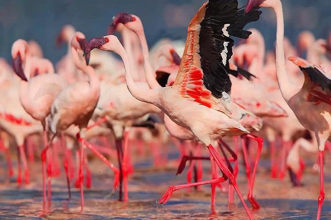 Bonaire Essentials Island Tour - Tour Booking Details