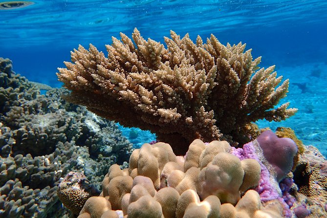 Bora Bora Lagoon Snorkeling Tour by Private Boat - Tour Overview