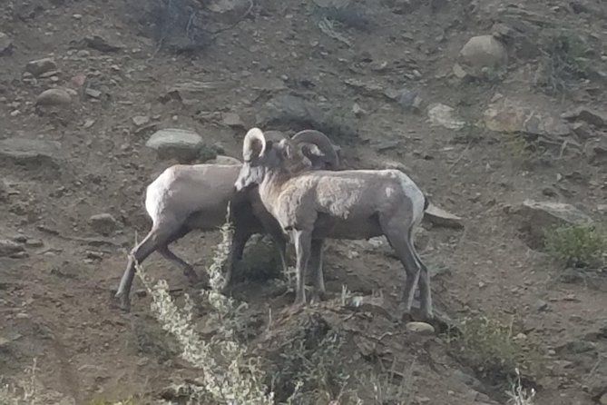 Breckenridge Ultimate Full Day Mountain Tour From Denver - Common Questions