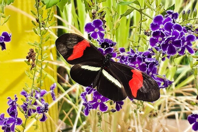Butterfly Sanctuary Guided Tour in Puerto Vallarta - The Sum Up