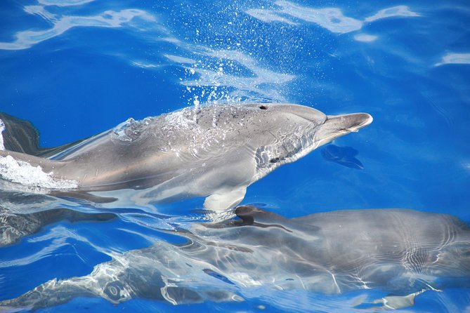 Cabo Girão SkywalkVineyardsWine Tasting in 4x4 Tour Dolphin Watching - The Sum Up