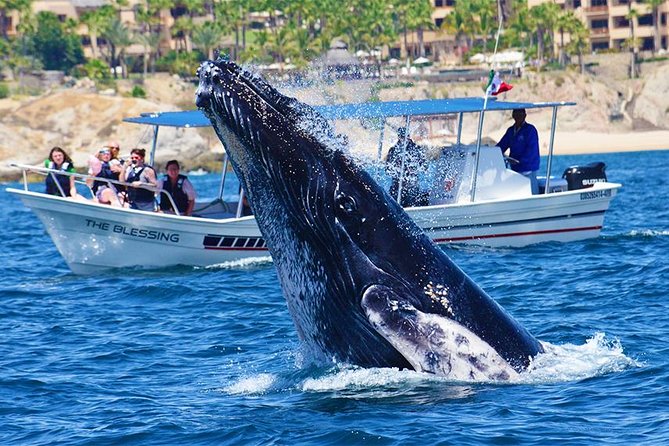 Cabo Group Whale Watching Tour - Incl FREE Photos & Whale Sightings Guarantee - Tour Group Size and Marine Biologist Guide