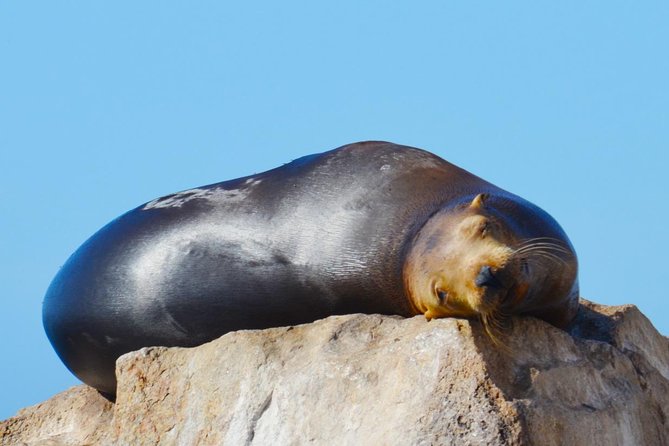 Cabo Private Whale Watching Tour - Incl FREE Photos & Whale Sightings Guarantee - Additional Information and Support