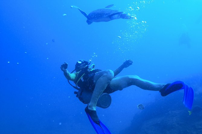 Cabo San Lucas 2 Tank Customized Dive Certified Only - The Sum Up
