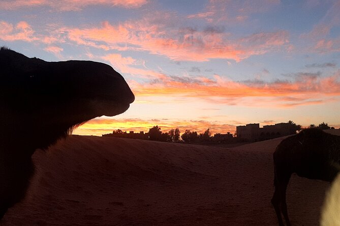 Camell Night Desert Camp - Reviews and Ratings for Camell Night Desert Camp