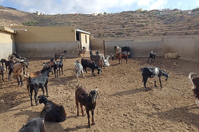 Canarian Animal Farm Car Tour. Goat Cheese and Local Wine. - The Sum Up
