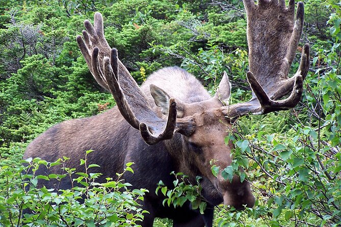 Canmore: Into the Mountains - 4hr Wildlife Safari Drive & Walk - Nature Walking Experience