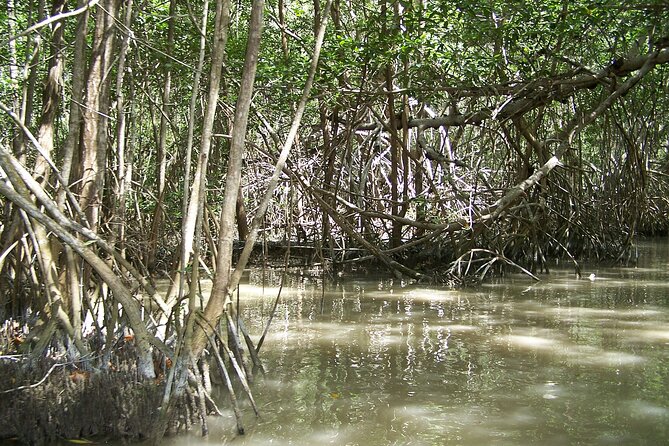 Celestun Beach and Mangrove Boat Ride From Merida - The Sum Up