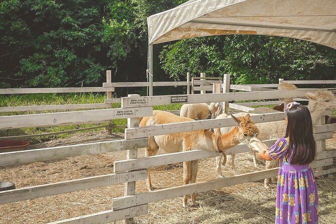 Central Mosque, Nami Island and Rail Bike With Sheep Ranch Tour - Common Questions