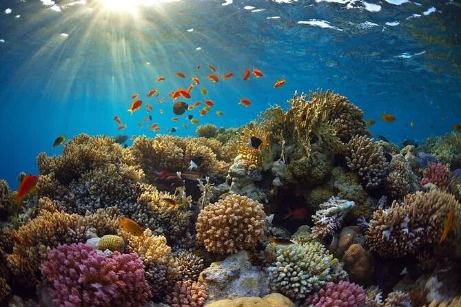 Cham Island Snorkeling Tour- Group Tour - Contact and Additional Information