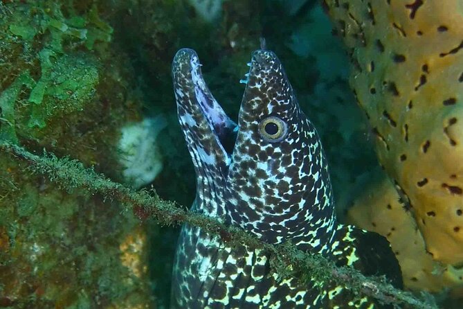 Champagne Reef, Bubble Beach and Scotts Head Snorkeling Tour by Boat in Dominica - The Sum Up