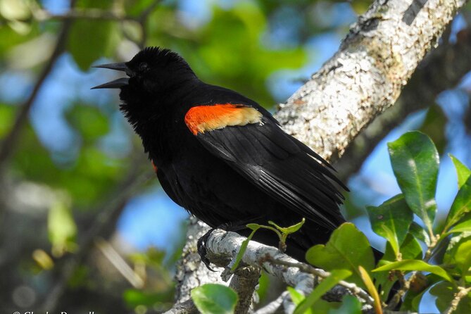 Charleston Bird Watching Tour - The Sum Up